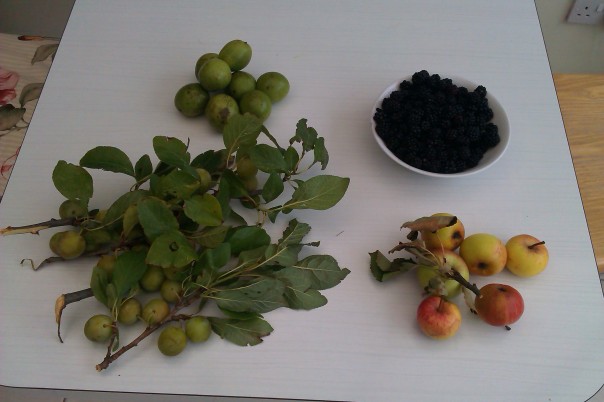 A small sample of all four fruits
